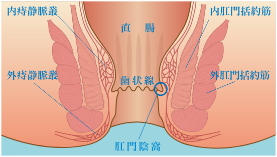 肛門の解剖図