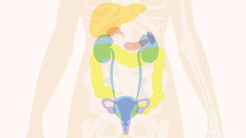 大腸＋そのほか腹部臓器のイメージ