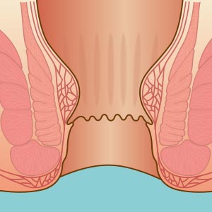 肛門周辺の解剖