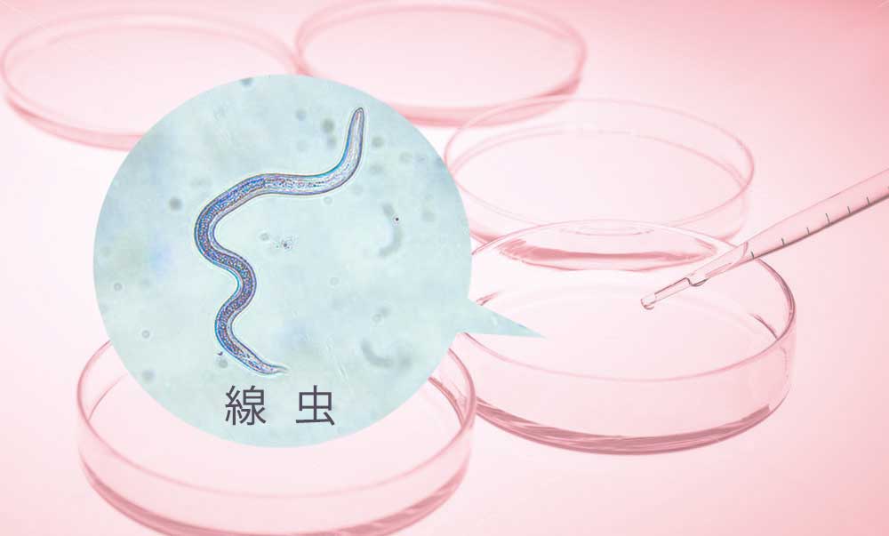線虫がん検査