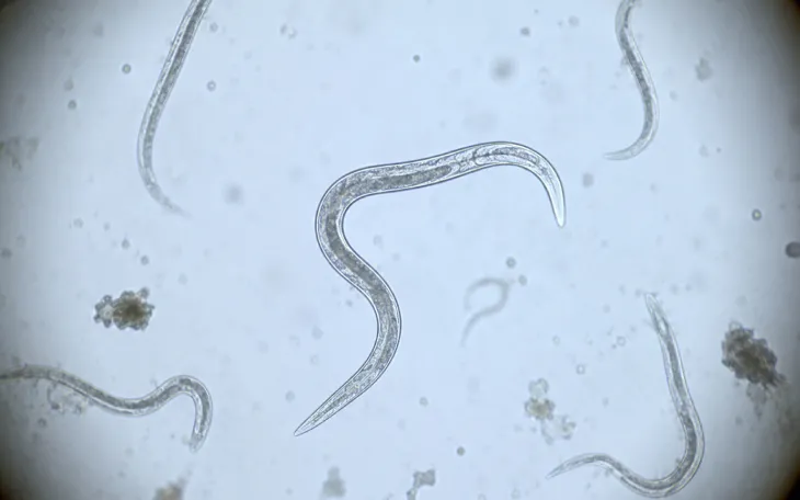 線虫がん検査の検体容器
