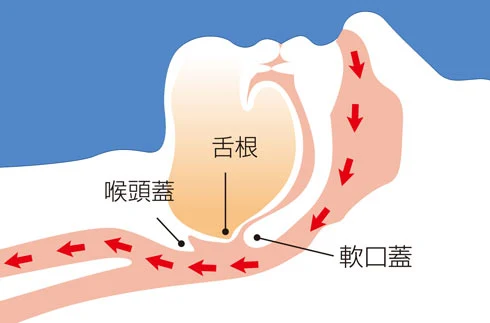 正常な気道の断面図