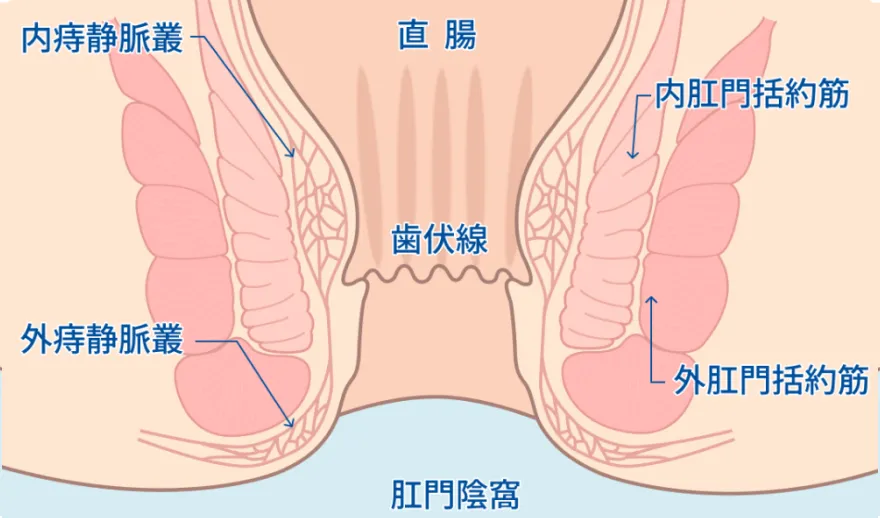直腸・歯状線・内外の痔静脈叢・肛門括約筋を示した肛門の断面図